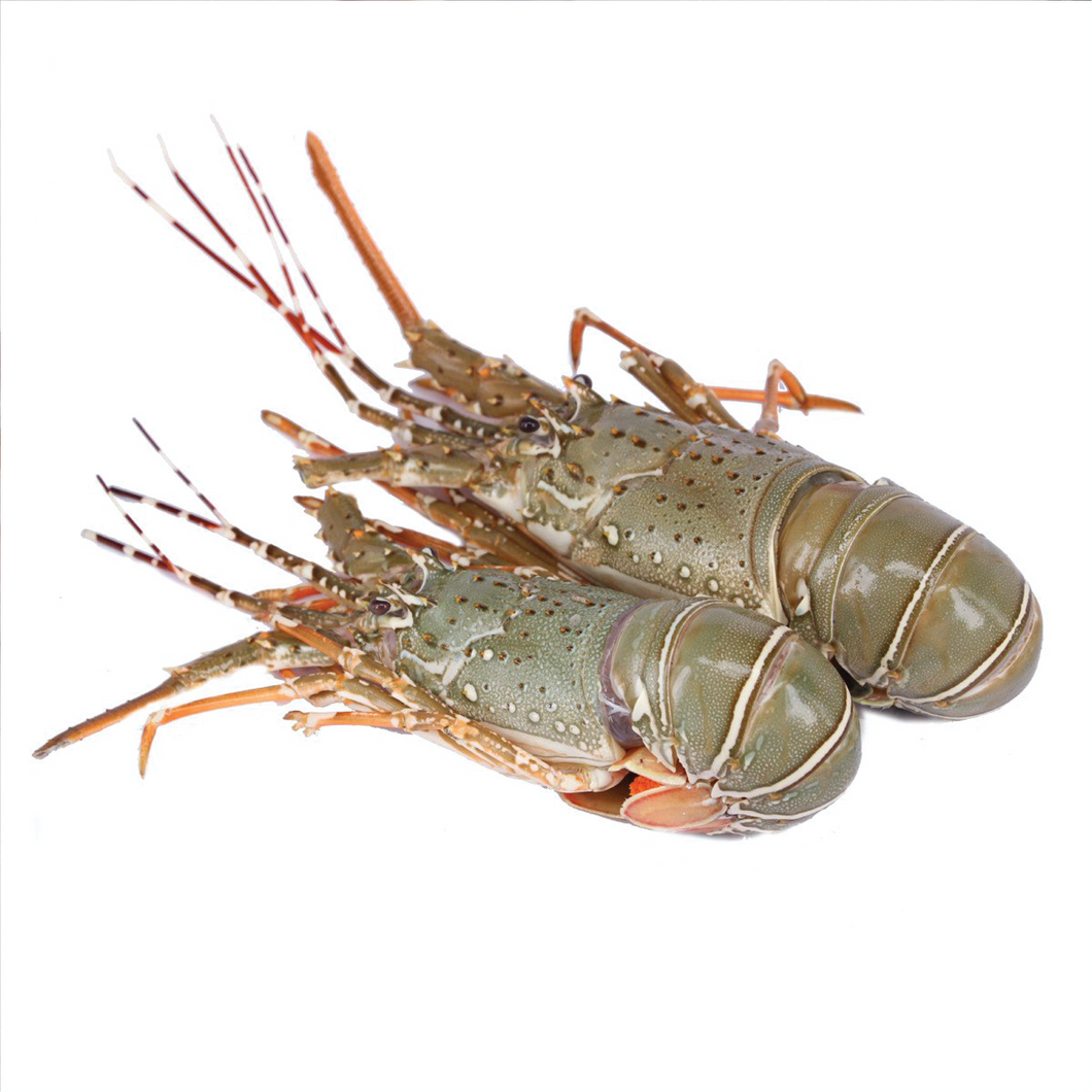 Lobster/each